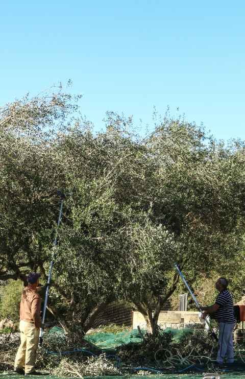 olive harvesting