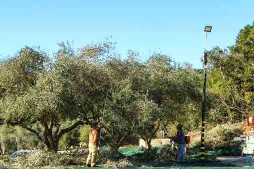 Olive Harvesting Approach